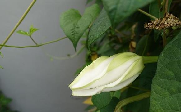 月光花長(zhǎng)什么樣子，什么時(shí)候開(kāi)花？