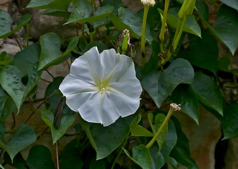 月光花長什么樣子，什么時候開花？