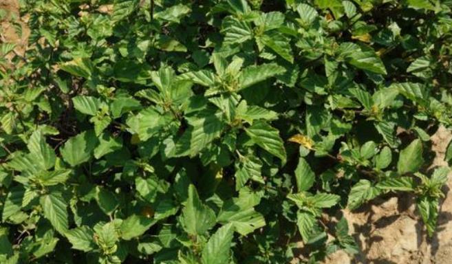 穗花賽葵是農(nóng)田雜草還是觀賞植物？