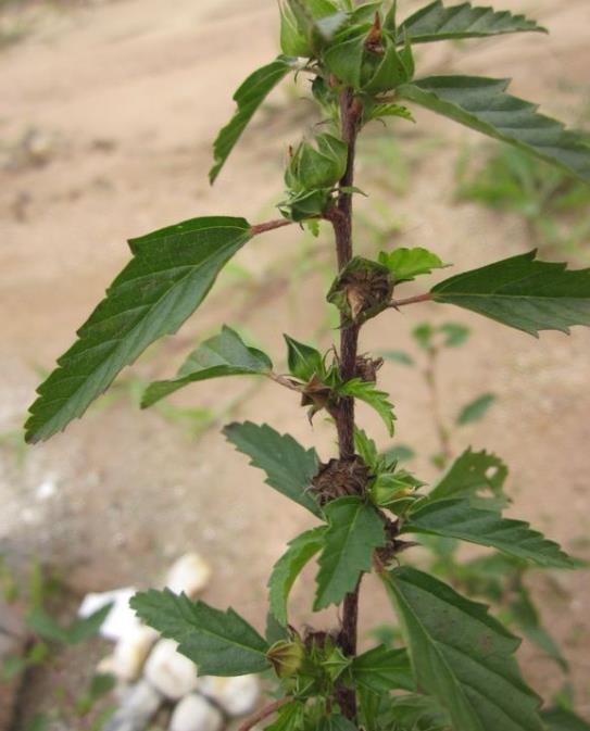 穗花賽葵是農田雜草還是觀賞植物?