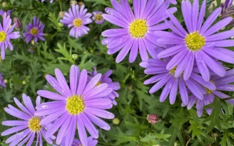矮紫菀開(kāi)花美翻了，耐寒能力還超強(qiáng)！