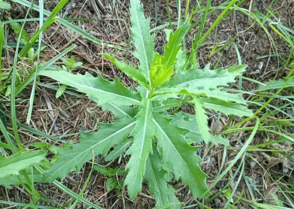 刺菜是野外止血神器,生長的天然藥材