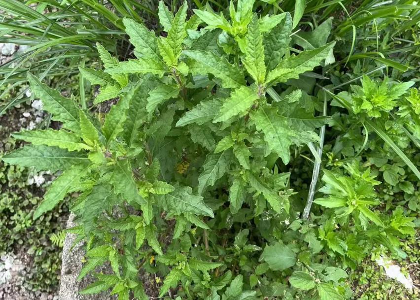 獨(dú)特的二行芥,十字花科中的“二行”奇觀
