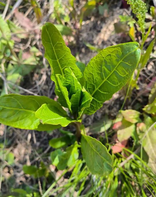 藥用價值高的野蘿卜,也是營養(yǎng)豐富的野菜