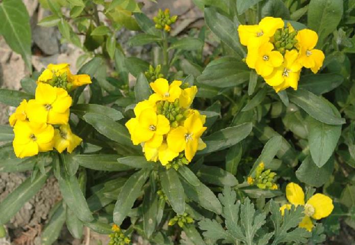 粗梗糖芥全的外觀特征、生態(tài)特點(diǎn)及實(shí)用價值介紹