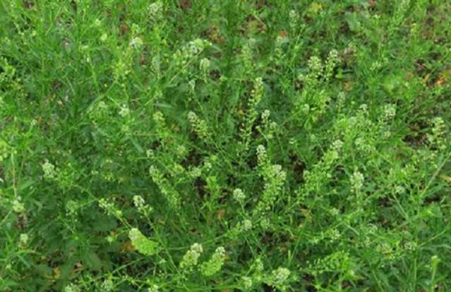 獨(dú)行菜長什么樣子，有哪些用途?