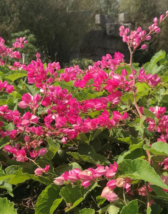 珊瑚藤養(yǎng)殖秘籍,打造四季常青的美麗花園