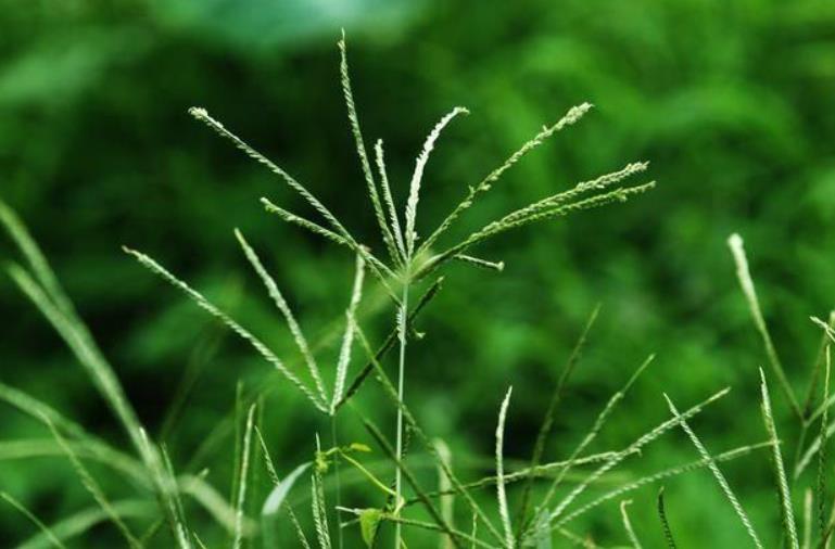 了解蟋蟀草的外形特征與頑強(qiáng)的生命力