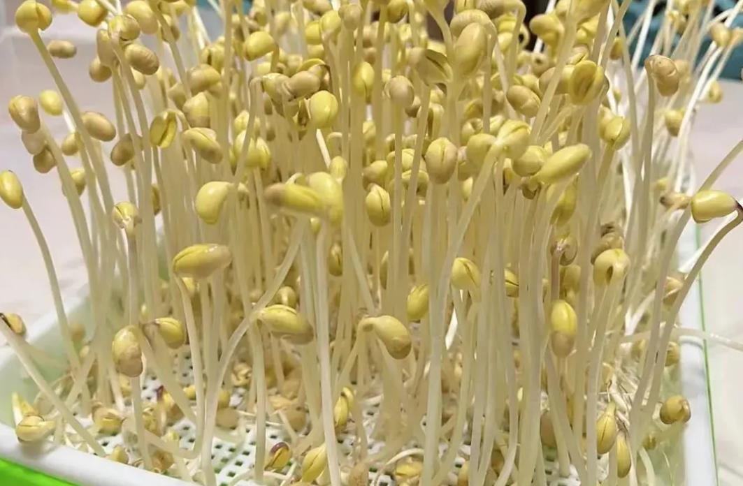 黃豆芽與綠豆芽營養價值各有千秋,你知道怎么選擇嗎?