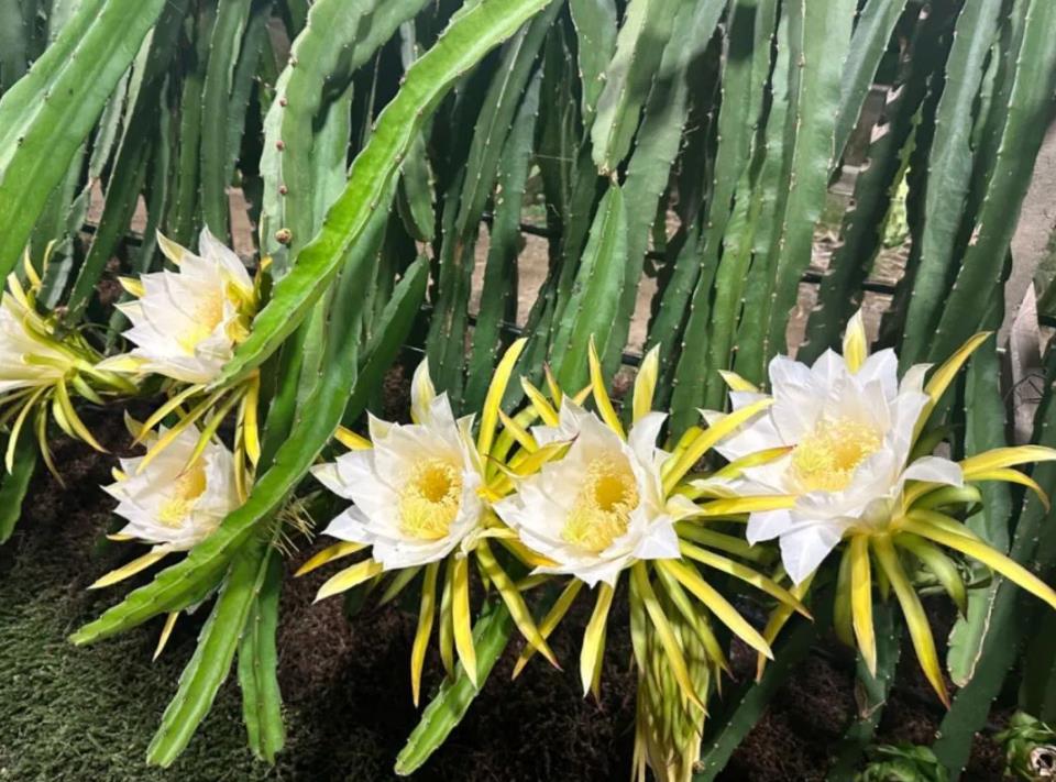 曇花不僅美麗,它還有神奇功效-清熱潤肺、通便養顏
