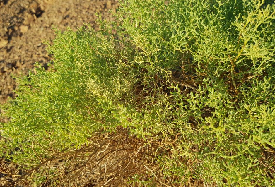 戈壁藜是形態(tài)獨(dú)特且無毒的荒漠植物,兼具觀賞與生態(tài)價(jià)值