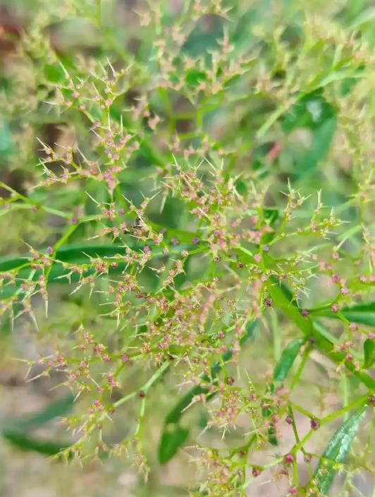 杖藜是什么植物?探索它的用途與特點
