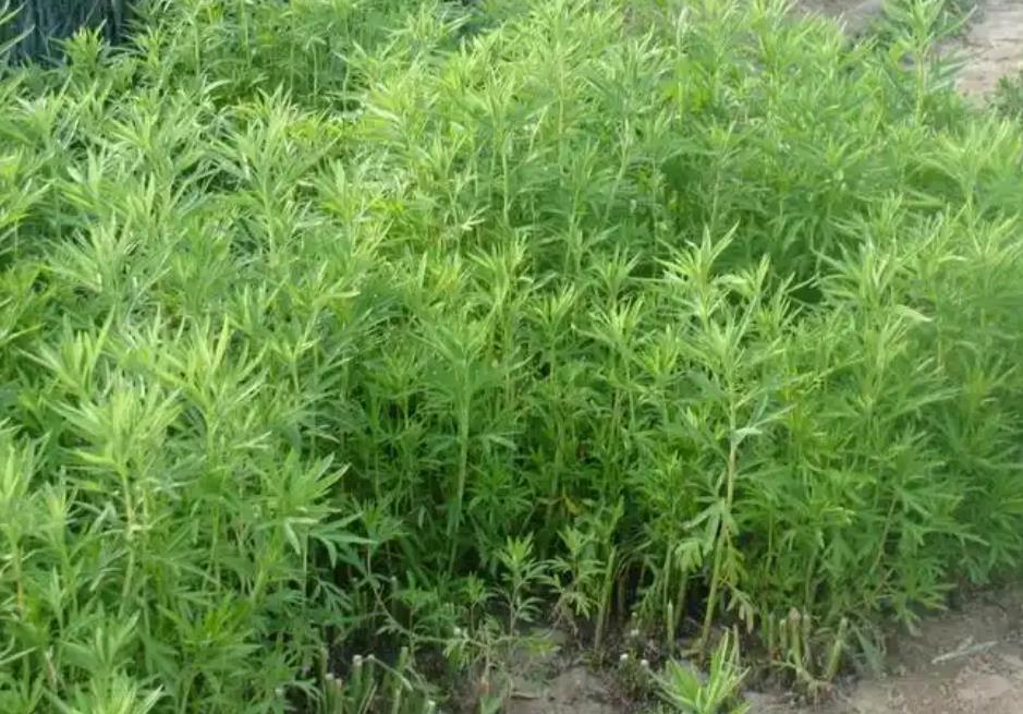 蘆蒿是喜濕耐肥植物,生長環境多樣,用途廣泛