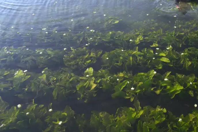 海菜是海洋中的綠色奇跡,食用與藥用價值介紹