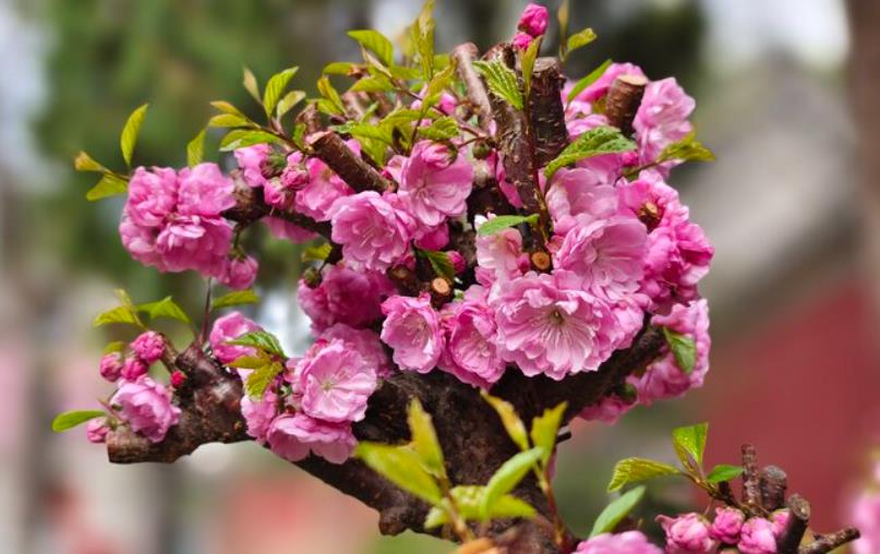 落葉花卉榆葉梅的冬季養(yǎng)護(hù)技巧，讓你的花園四季如春
