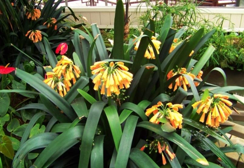垂笑君子蘭介紹：了解它的花期、花朵特點(diǎn)及養(yǎng)護(hù)技巧