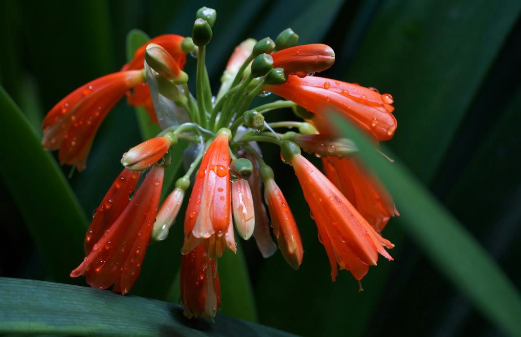 垂笑君子蘭介紹:了解它的花期、花朵特點(diǎn)及養(yǎng)護(hù)技巧
