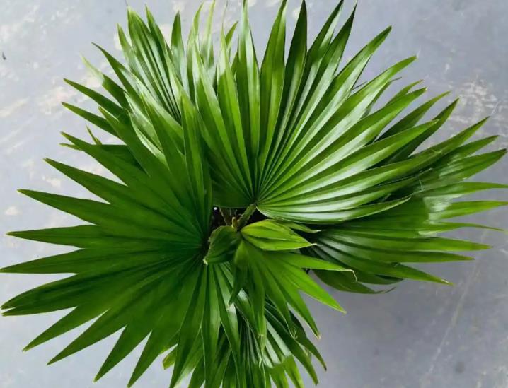 蒲葵耐寒性大揭秘：冬季如何守護你的綠植寶貝？