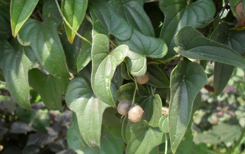 山蕷(shān yù)是什么植物?藥食同源的健康之選食材