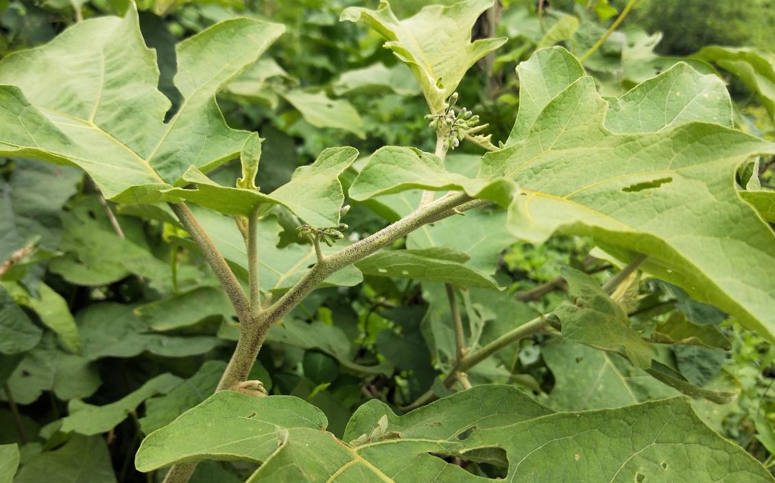 水茄冬子是什么植物,它有哪些別名和用途價值