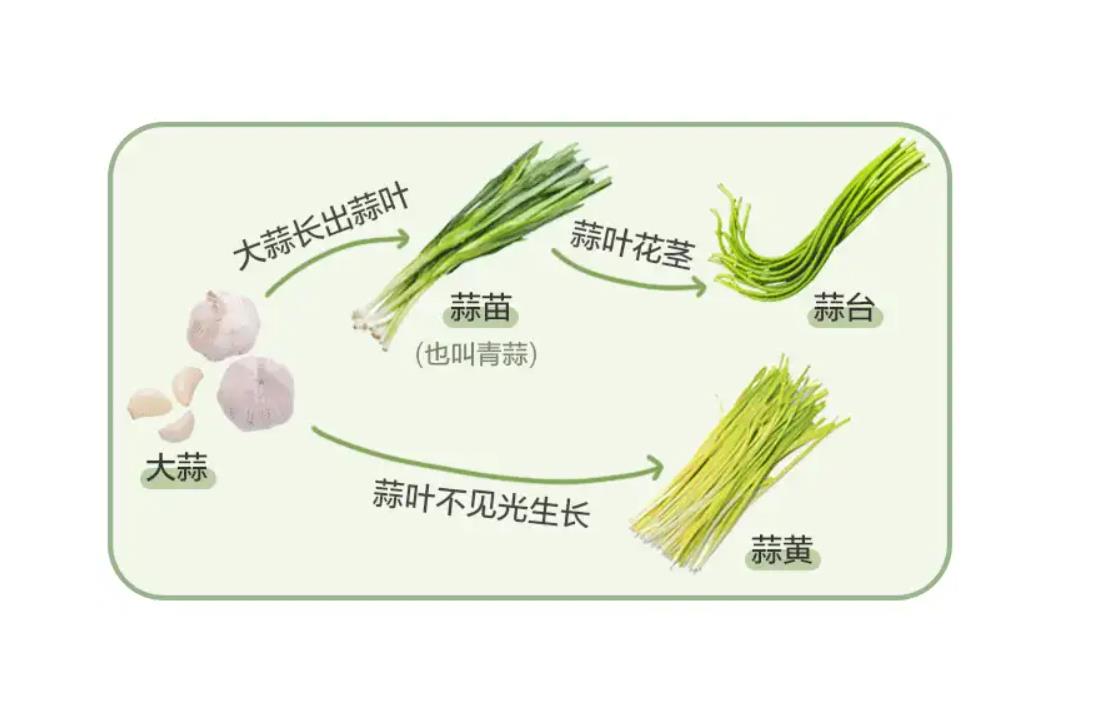 蒜苔生長多少天成熟采摘?一文帶你了解蒜苔的生長奧秘