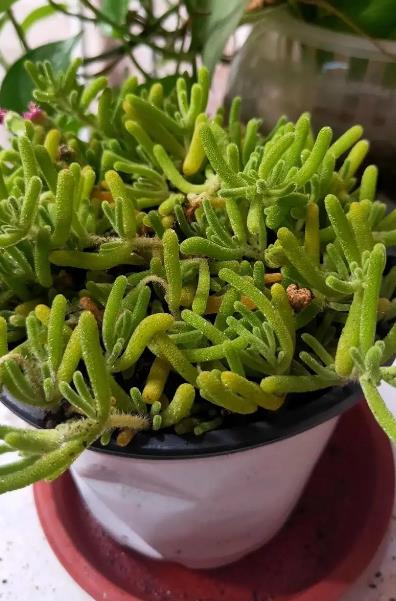 枝干番杏是迷人的多肉植物,葉片如兔耳,極具觀賞價值