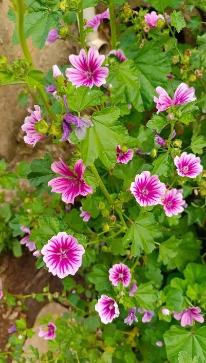 錦葵花的開花時間和盆栽養殖技巧你了解嗎?