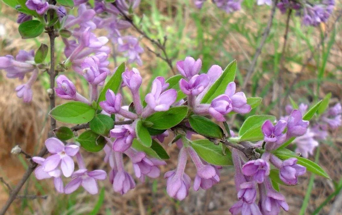 芫花長什么樣子,生長在野外哪些地方?