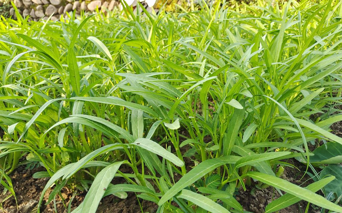 種植空心菜的每畝種子密度多少最合適?