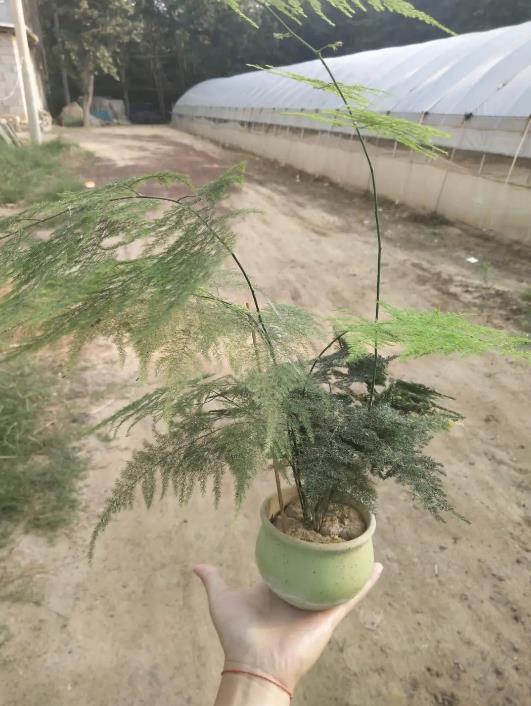 文竹換盆移栽全攻略,多久換一次盆?如何操作?