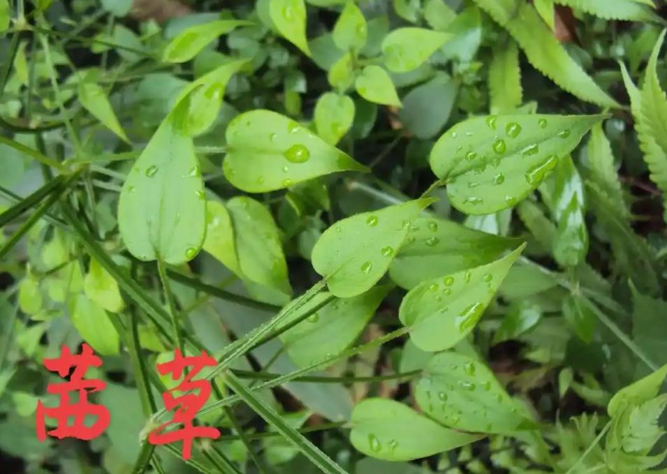 茜草在哪里最多?帶你了解茜草的生長(zhǎng)分布區(qū)域