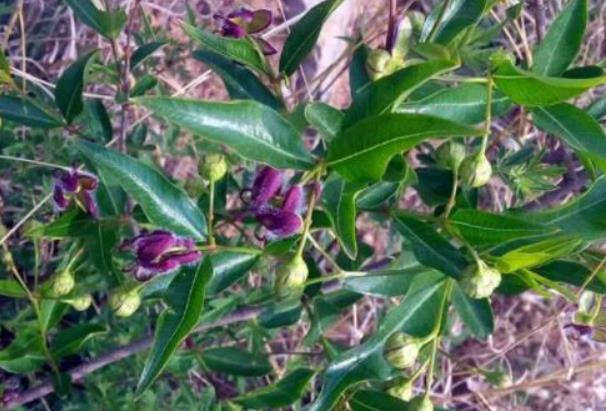香加皮是什么植物？它祛風(fēng)濕、強(qiáng)筋骨的藥用價(jià)值你知多少？