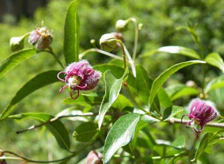 香加皮是什么植物?它祛風濕、強筋骨的藥用價值你知多少?