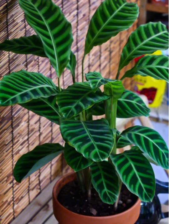 竹芋綠植冬天怎么養?掌握這幾點養護技巧輕松過冬