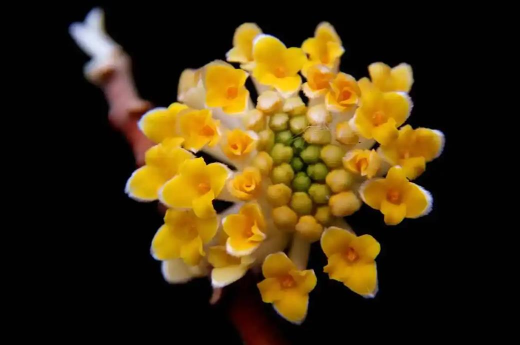 結香花長什么樣子,有什么功效和價值?