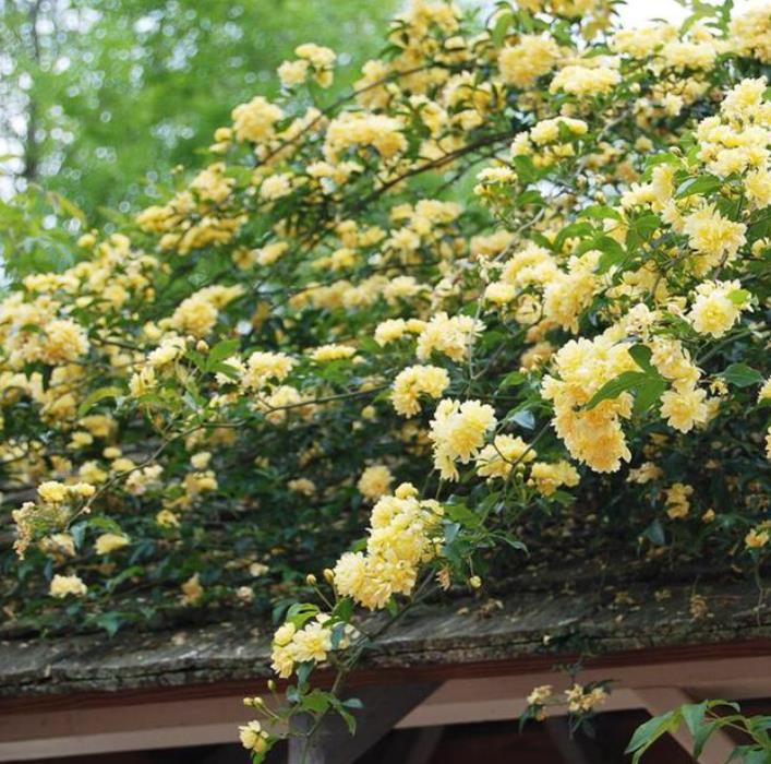 木香花耐寒嗎,哪些地方能種植?