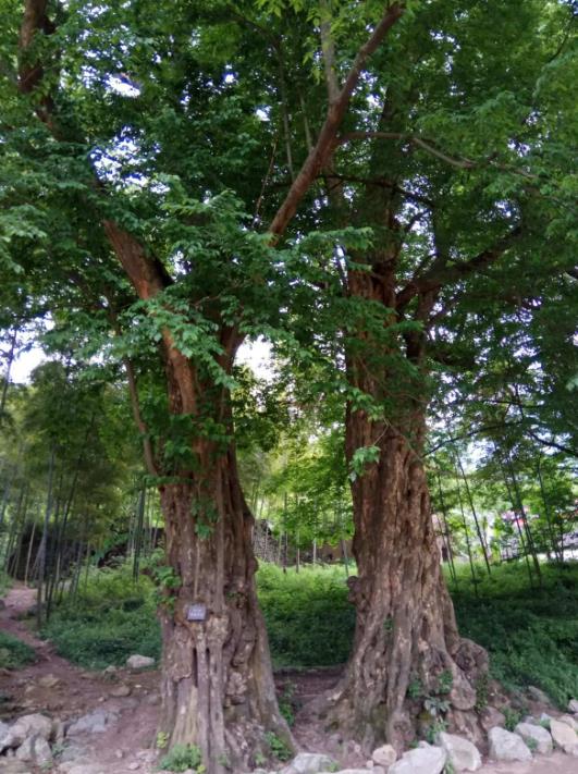 紫楠樹:中國名貴樹種的風采與魅力介紹