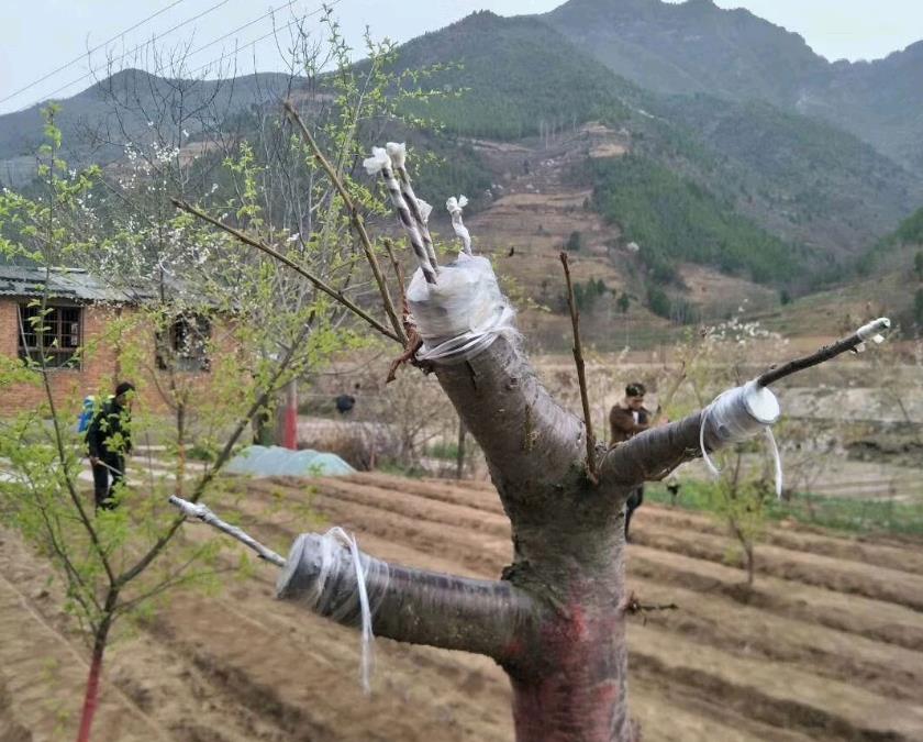 杏子樹為什么嫁接才能結果?
