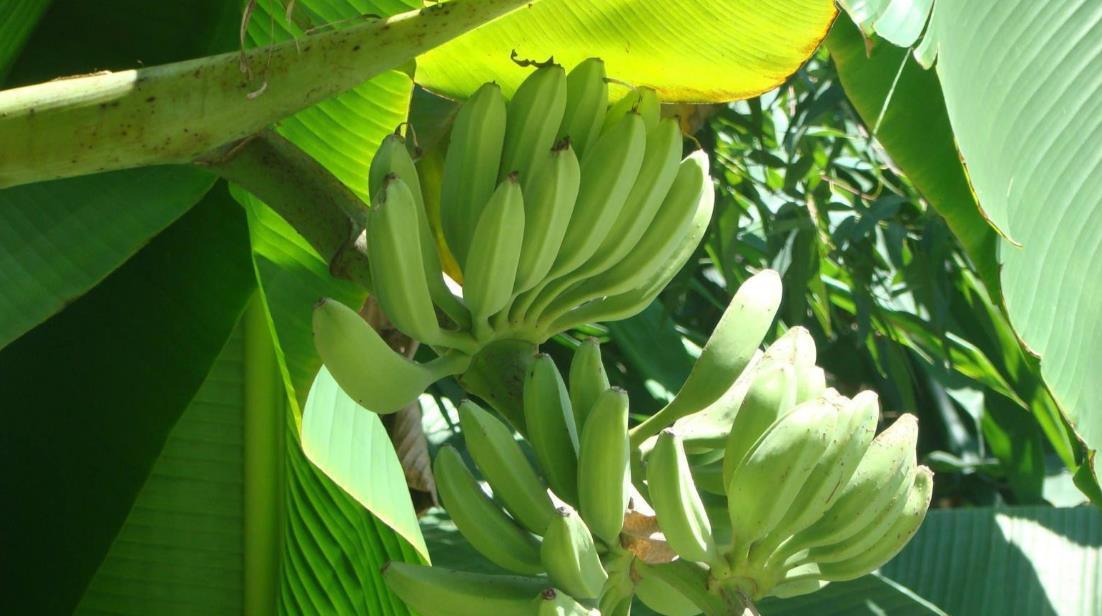芭蕉樹和香蕉樹有什么區別和特征?