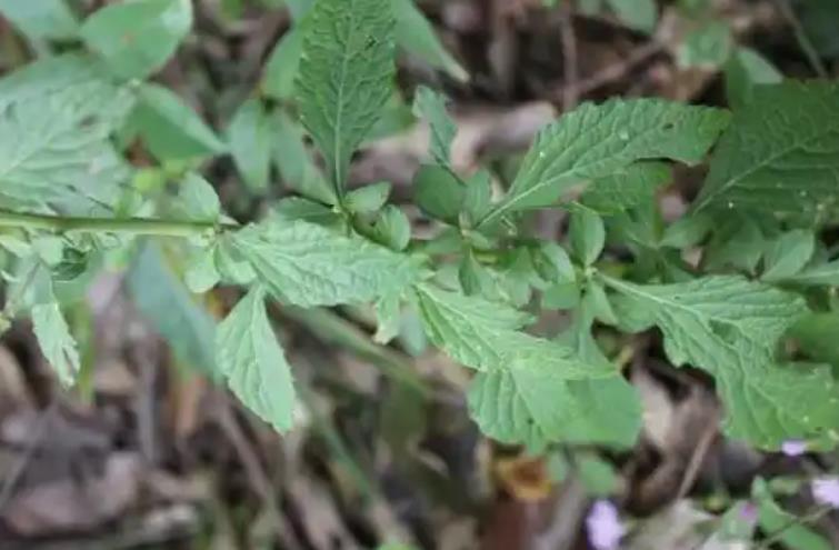 傷寒草是什么植物,有什么價值和特征?