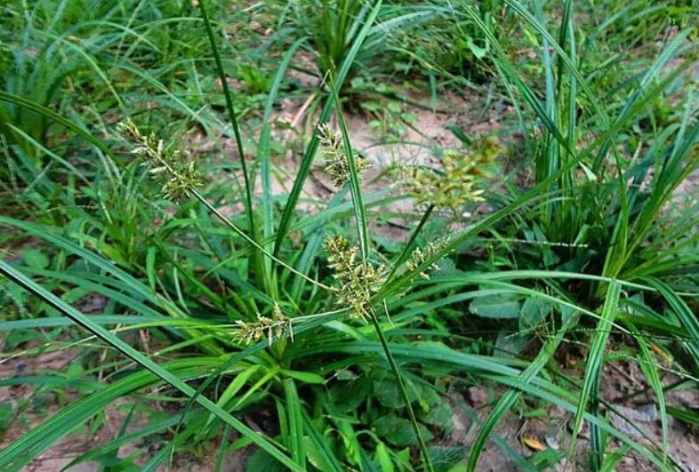 回頭青生長在野外哪些地方，有什么特點和用途？