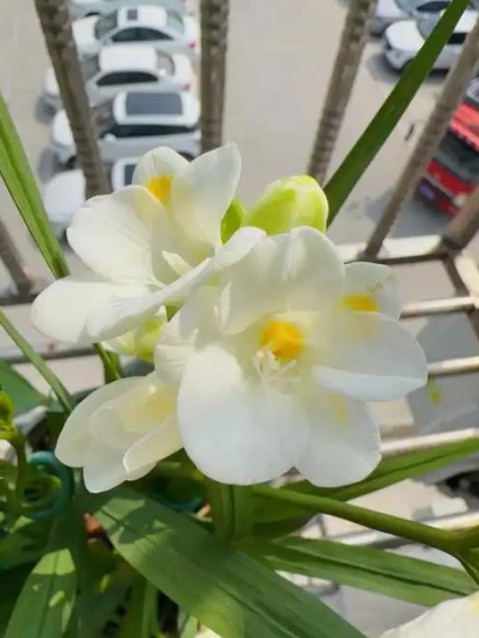 小蒼蘭開花是什么樣子,冬天怎么養護和管理?