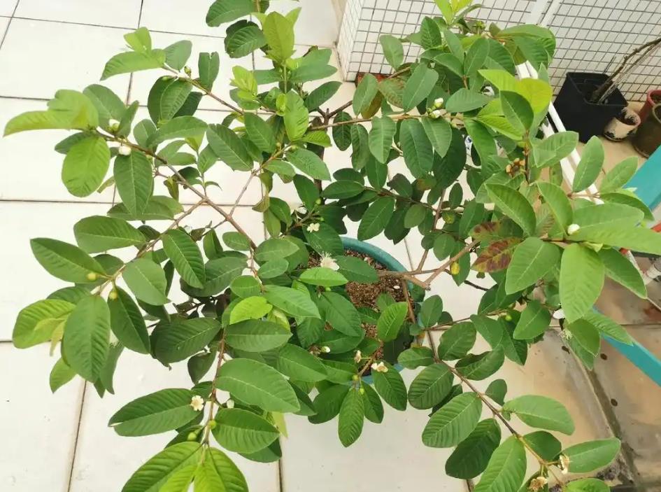 芭樂樹什么時候種植合適?