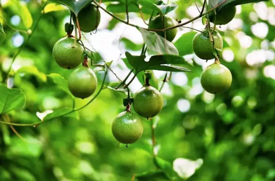 百香果的“黃金”食用量,你吃對了嗎?