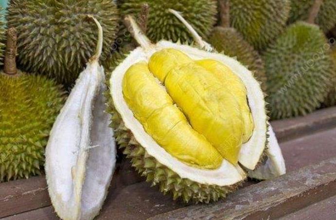 <b>榴蓮適合小朋友吃嗎？解析它的營養與注意事項</b>