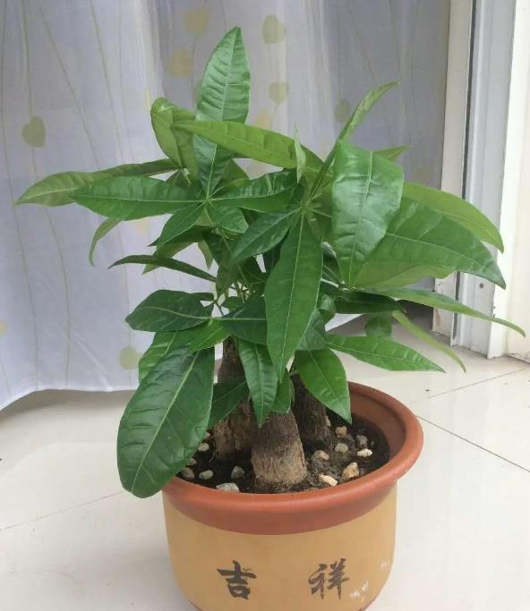 發(fā)財(cái)樹冬天耐寒多少度,可以放在戶外嗎?