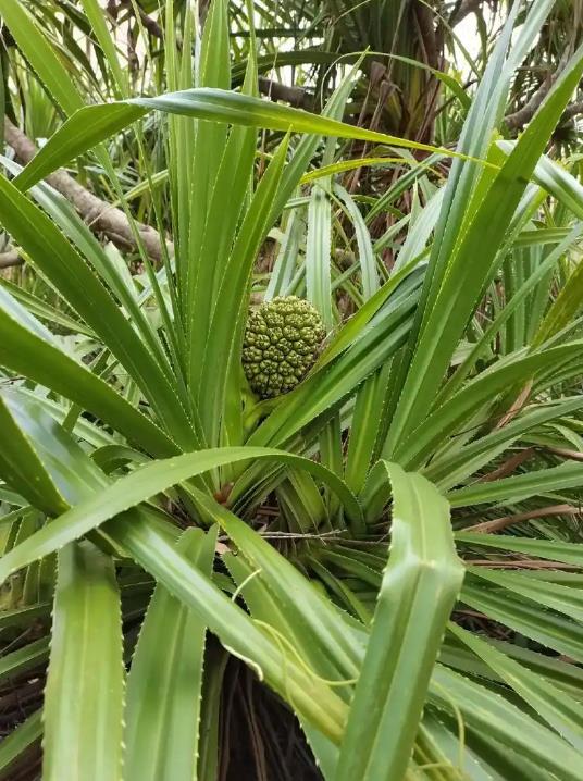 小露兜是什么植物?它有哪些獨(dú)特的魅力和實(shí)用價(jià)值?