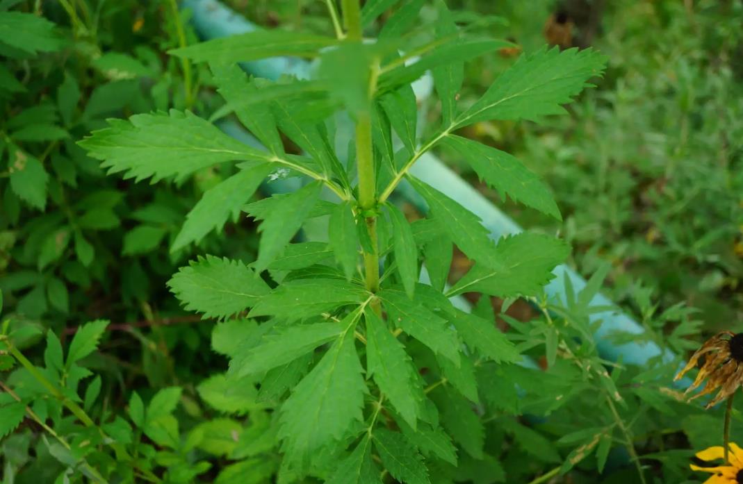 敗醬草生長在野外哪些地方,有什么價值功效?
