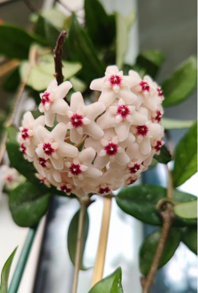 球蘭花長什么樣子,如何在家中養殖球蘭花?