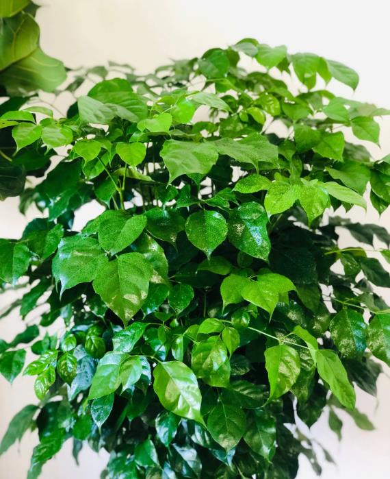 幸福樹盆栽室內(nèi)養(yǎng)護(hù)指南,光照不足也能茁壯成長